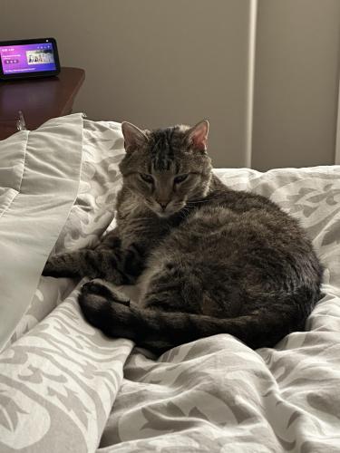 Lost Male Cat last seen Riss lake, Parkville, MO 64152
