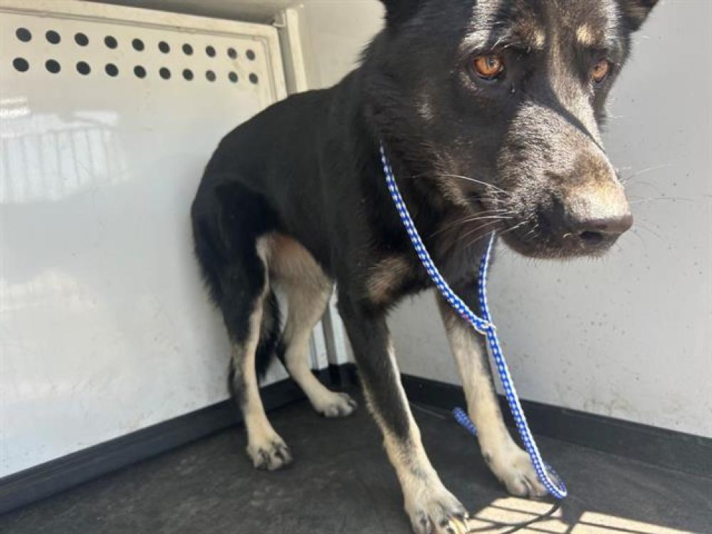 Shelter Stray Female Dog last seen Near BLK PLANZ RD, BAKERSFIELD, CA, Bakersfield, CA 93307