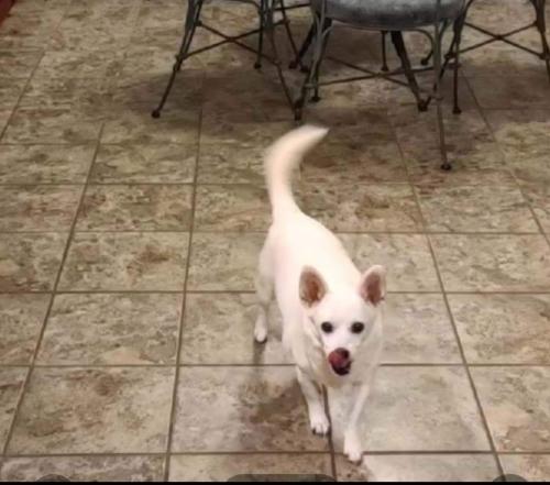 Lost Female Dog last seen Duncan ave Perry Ga, Perry, GA 31069