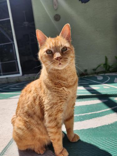 Lost Male Cat last seen Harborside Village , South Daytona, FL 32119