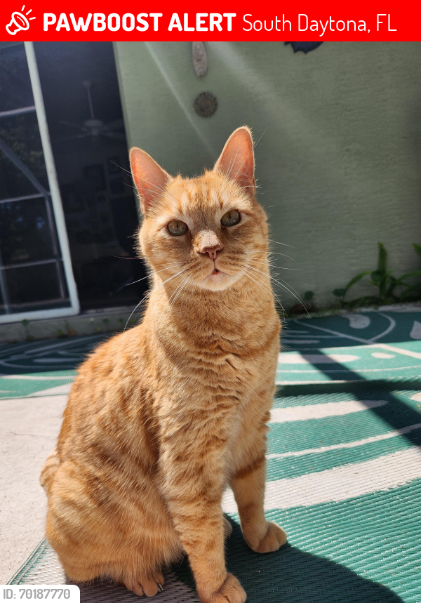 Lost Male Cat last seen Harborside Village , South Daytona, FL 32119