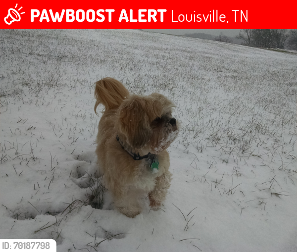 Lost Male Dog last seen Jackson Bend Drive, Louisville, TN 37777