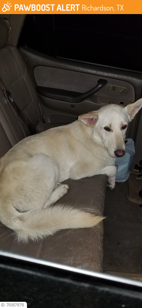 Richardson, TX Stray Male Dog Found Near Brand rd and Glen Hollow dr ...