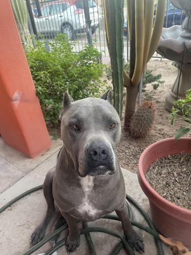 Lost Male Dog last seen 28th and 8th  85713, Tucson, AZ 85710