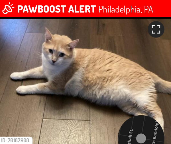 Lost Male Cat last seen 6th & Venango sts, Philadelphia, PA 19140