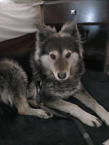 Lost Female Dog last seen Hacidena and russel, Las Vegas, NV 89121