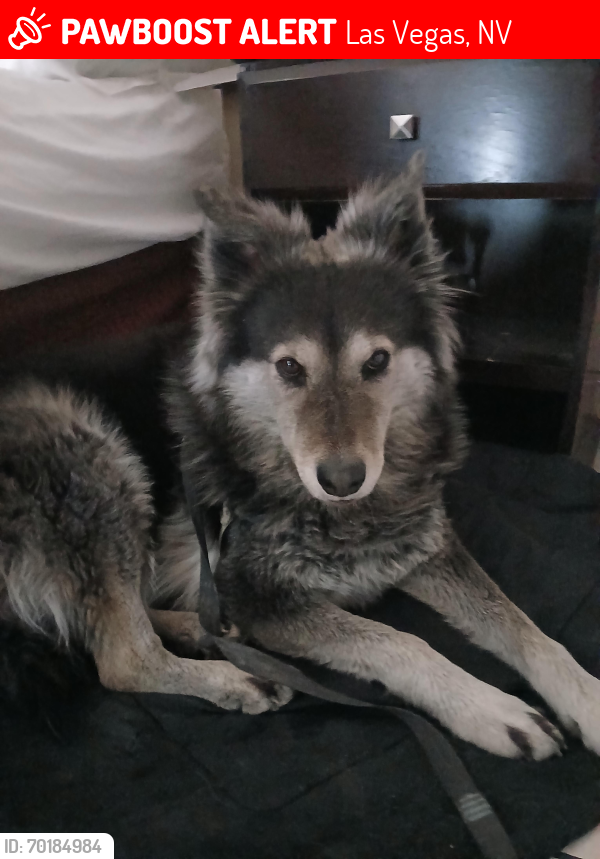 Lost Female Dog last seen Hacidena and russel, Las Vegas, NV 89120