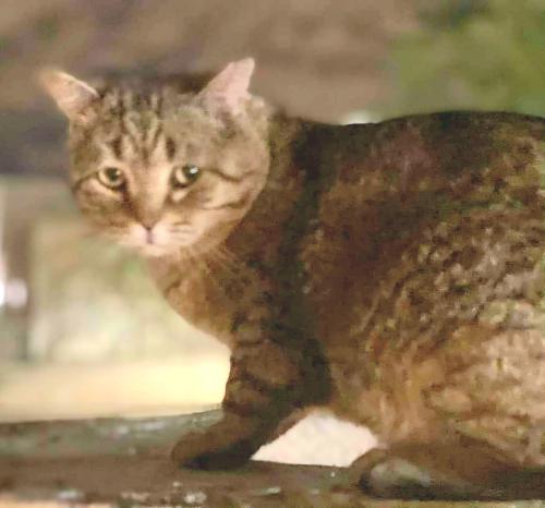 Lost Male Cat last seen 52nd St and McDowell Rd, Phoenix, AZ 85008