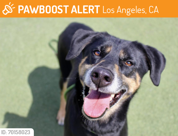 Shelter Stray Female Dog last seen , Los Angeles, CA 90025