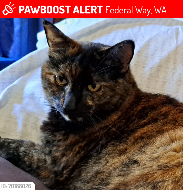 Lost Female Cat last seen We live near 320th Mall, Federal Way, WA 98003