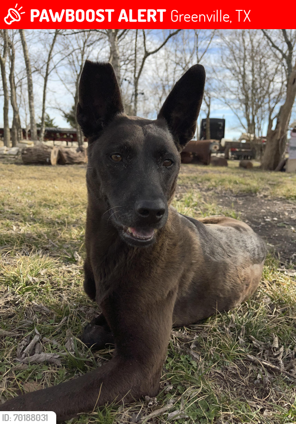 Lost Female Dog last seen Near SH-34, Greenville TX 75401, Greenville, TX 75401