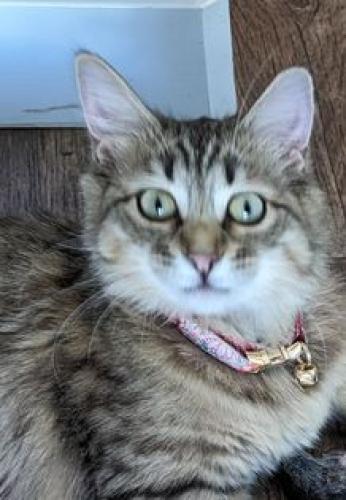 Lost Female Cat last seen Sunnyridge Rd. and Cape Elizabeth, Nampa, ID 83686
