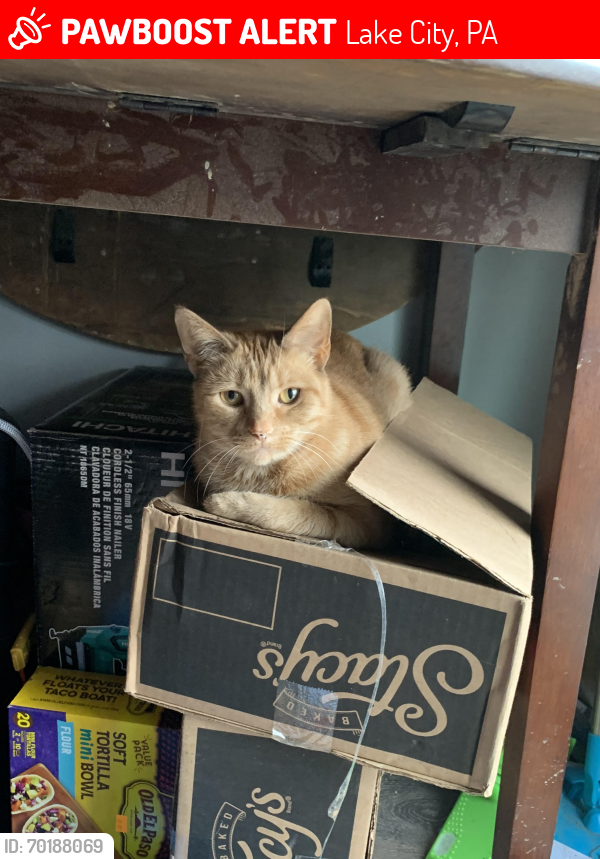 Lost Female Cat last seen By maple donuts/the wetlands by cherry street, Lake City, PA 16423