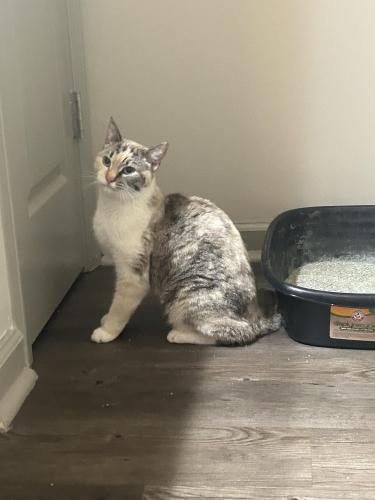 Found/Stray Female Cat last seen Old hull rd Athens ga , Athens, GA 30601