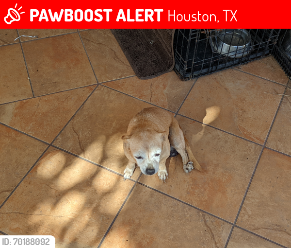 Lost Male Dog last seen Bivens Brook DR, and TC Jester, Houston, TX 77067