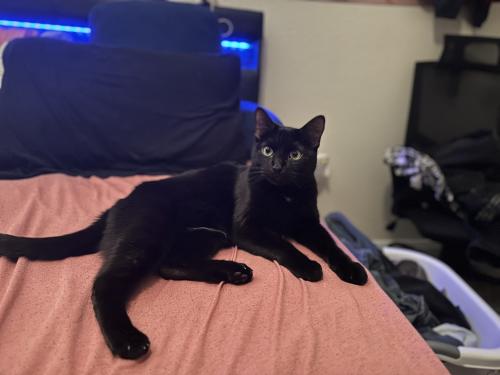 Lost Female Cat last seen Knox Street by the Artic chill snowcone , San Marcos, TX 78666