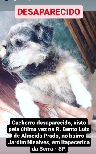 Lost Female Dog last seen Rua Almerindo Pereira Bueno , Jardim Nisalves, SP 06871-030