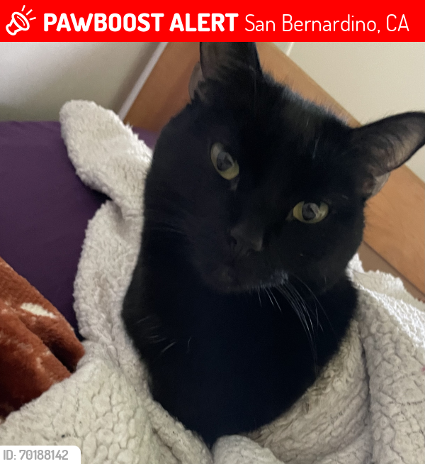 Lost Male Cat last seen E Lynwood drive , San Bernardino, CA 92404