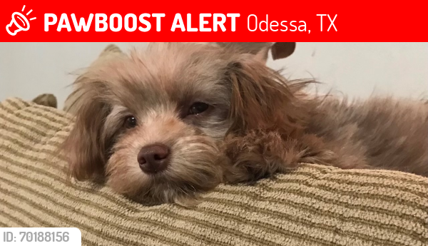 Lost Male Dog last seen Near e 17th Odessa to , Odessa, TX 79761
