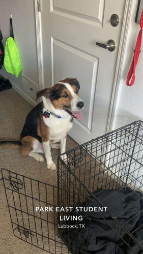 Lost Male Dog last seen Park East Student Living, Lubbock, TX 79401