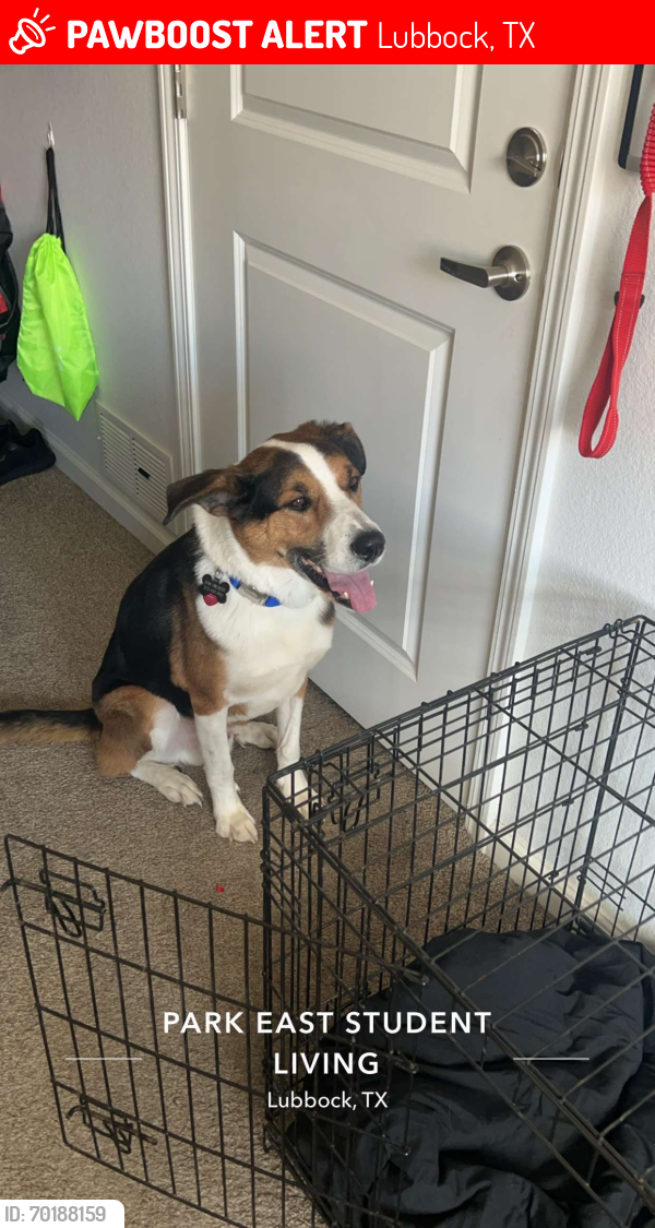 Lost Male Dog last seen Park East Student Living, Lubbock, TX 79401