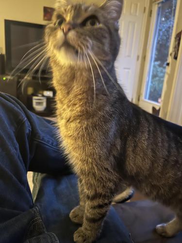 Lost Female Cat last seen 32nd ave E and Madison st , Seattle, WA 98112