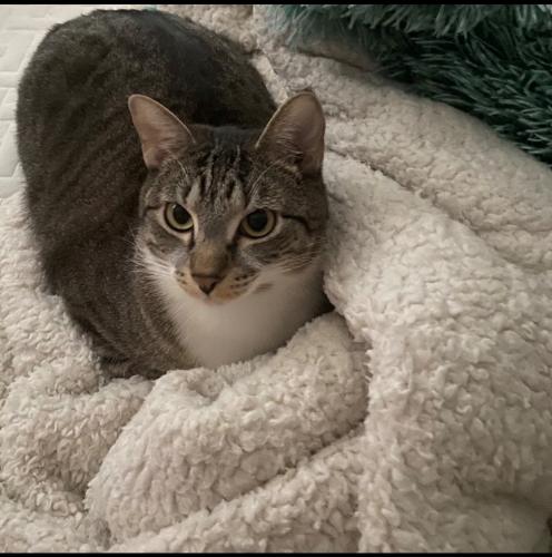 Lost Female Cat last seen boardwalk and harmony, Fort Collins, CO 80525