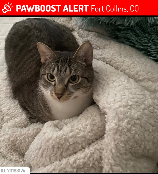 Lost Female Cat last seen boardwalk and harmony, Fort Collins, CO 80525