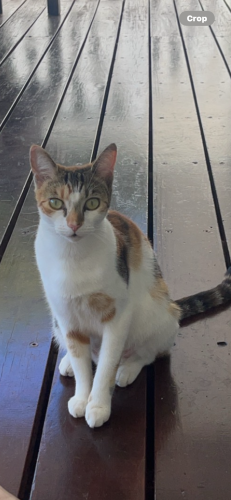 Lost Female Cat last seen near cromer friendly grocer, primary school , Cromer, NSW 2099