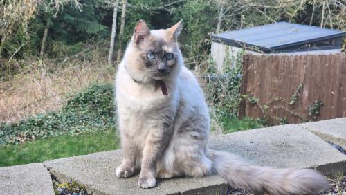 Lost Female Cat last seen 216th St SE & 2nd Dr SE, Bothell, WA 98021