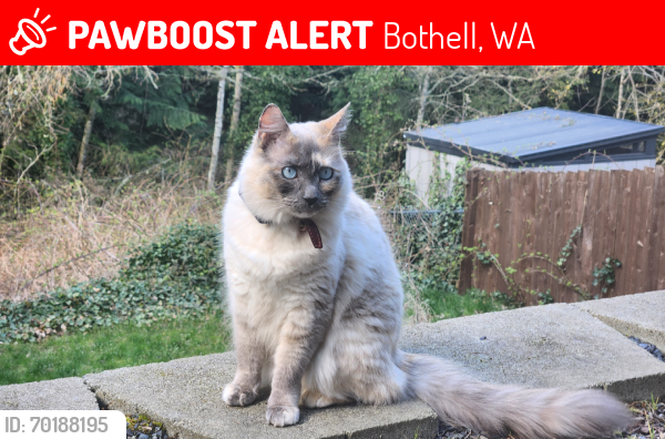 Lost Female Cat last seen 216th St SE & 2nd Dr SE, Bothell, WA 98021