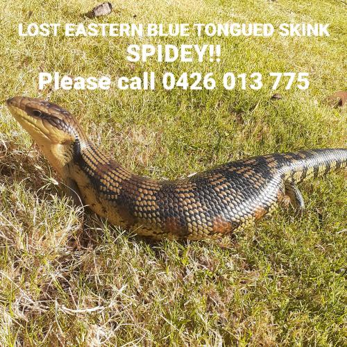 Lost Male Reptile last seen Munro & Loch Street Corner , Coburg, VIC 3058