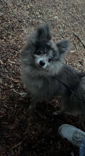 Lost Female Dog last seen Near and indiana, Chicago, IL 60628