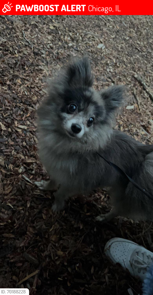 Lost Female Dog last seen Near and indiana, Chicago, IL 60628