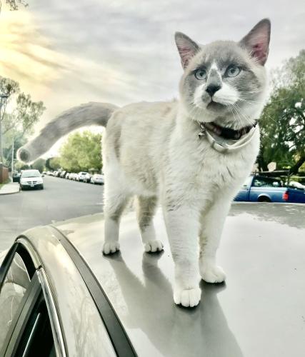 Lost Male Cat last seen Monroe St / Bowers Ave, Santa Clara, CA 95051