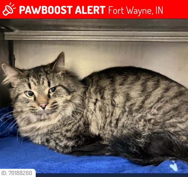 Lost Male Cat last seen Near East ruddisal blvs, Fort Wayne, IN 46806