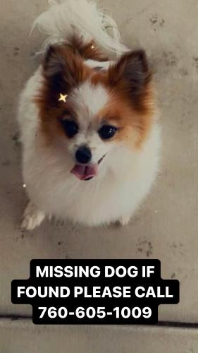 Lost Female Dog last seen Mojave and pearmain , Adelanto, CA 92301