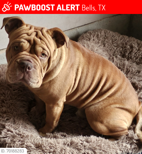 Lost Male Dog last seen Ambrose st, Bells, TX 75414