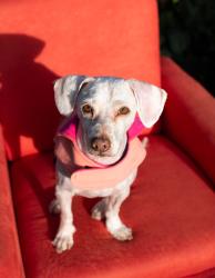 Reunited Male Dog last seen Geyser Ave and Bassett St, Los Angeles, CA 91335
