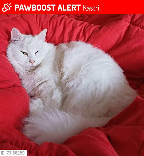 Lost Female Cat last seen Behind our hse in the garden, in Kastri, Crete, Greece, Chondros,  700 04
