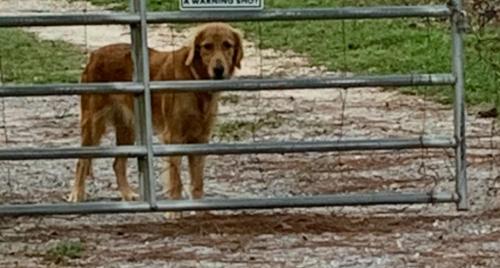 Lost Female Dog last seen Elm road and Vidalia road, Harrison County, MS 39571