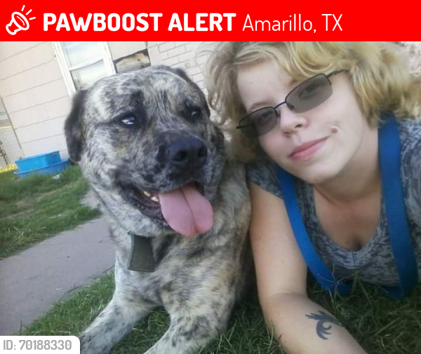 Lost Male Dog last seen flying W trail , Amarillo, TX 79118