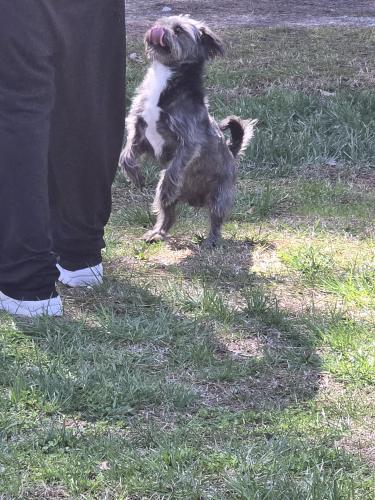 Lost Male Dog last seen flt shoals rd, Union City, GA 30291