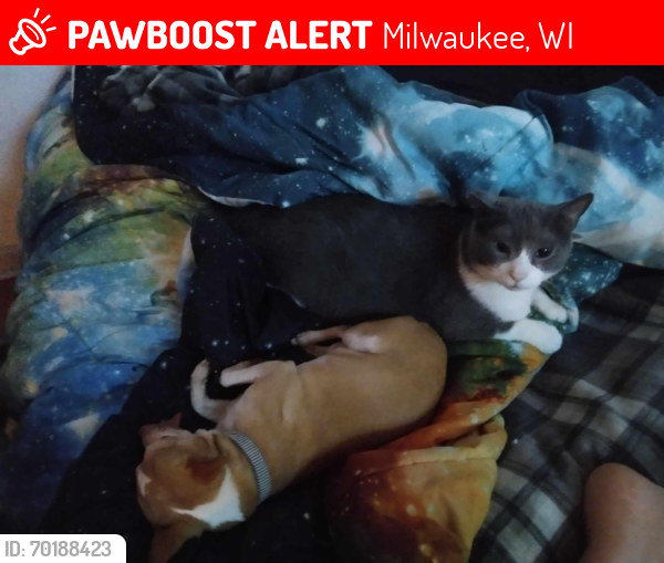 Lost Male Cat last seen North Booth and Llyod Street , Milwaukee, WI 53212