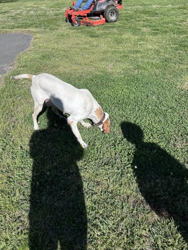 Lost Female Dog last seen Meek Rd at state line, Gastonia, NC 28056