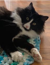 Lost Male Cat last seen Rock Rd, Pelham Falls Subdivision, Greer, SC 29651