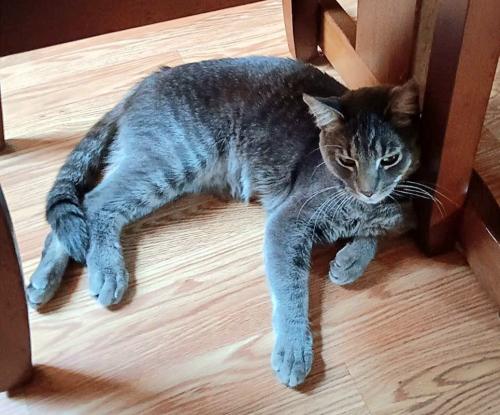 Lost Male Cat last seen Live near Mohawks club , Hammond, IN 46327