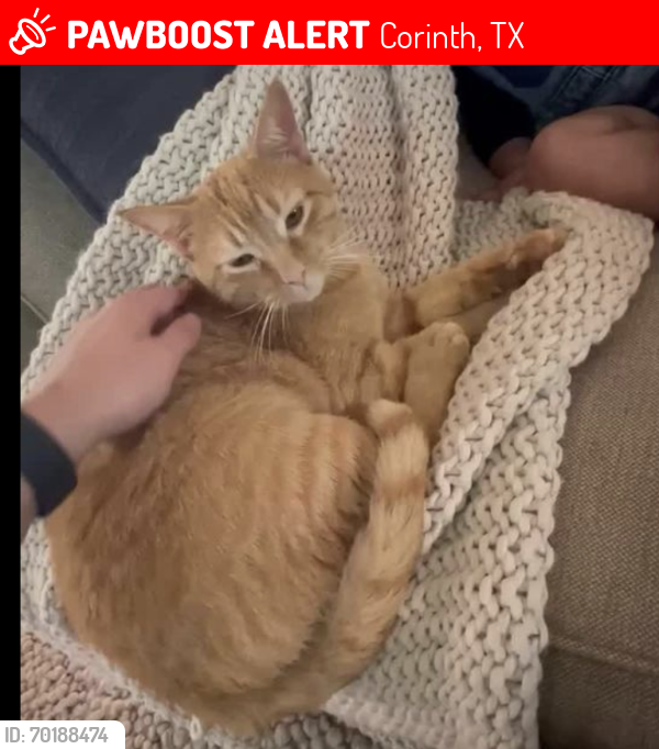 Lost Male Cat last seen Corinth bend and corinth parkway , Corinth, TX 76208