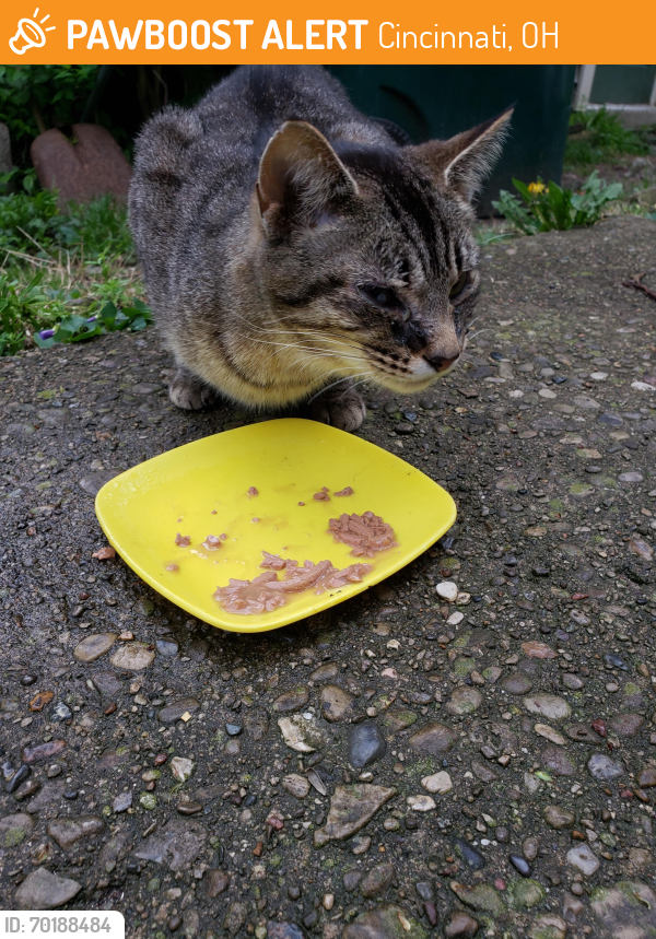 Cincinnati, OH Stray Female Cat Found Near Auburn Ave and Albion Pl ...