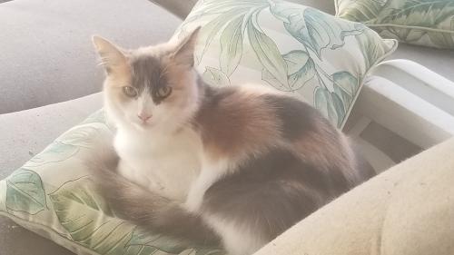 Lost Female Cat last seen Mountain Vista, Galaway Bay, Bakersfield, CA 93311